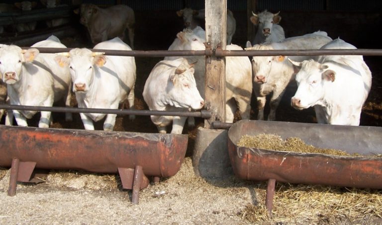 vache à l'auge